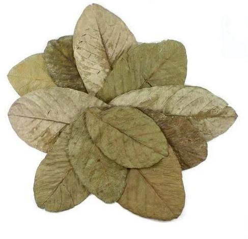 Dried guava leaves, Packaging Type : Loose