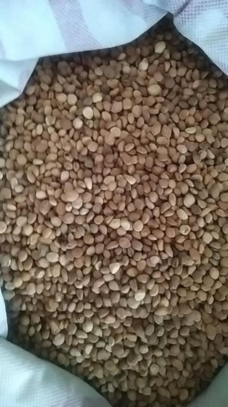 Sarpagandha Seeds