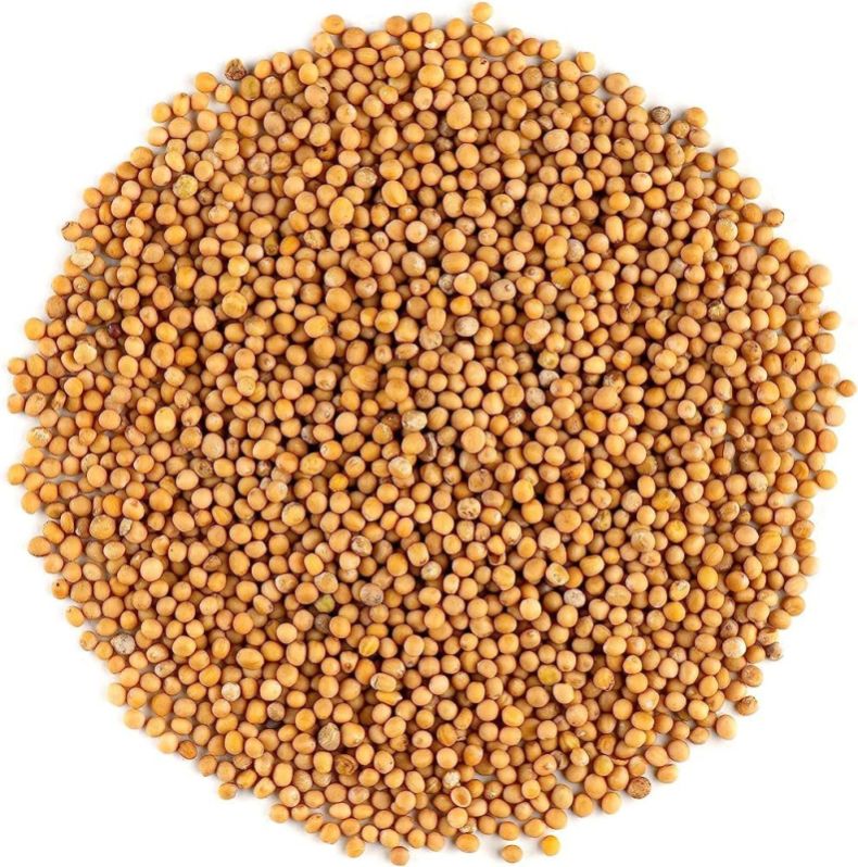 Natural Yellow Mustard Seed, for Making Oil, Grade Standard : Food Grade