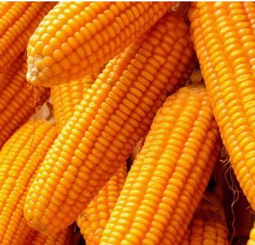 DHM 1 Maize