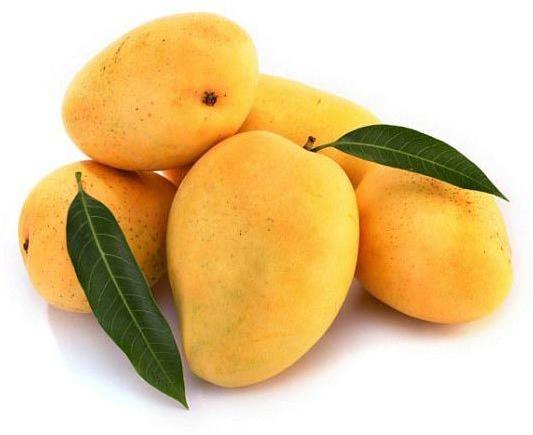 Common Fresh Mango, For Direct Consumption, Food Processing, Juice Making, Variety : Alphonso