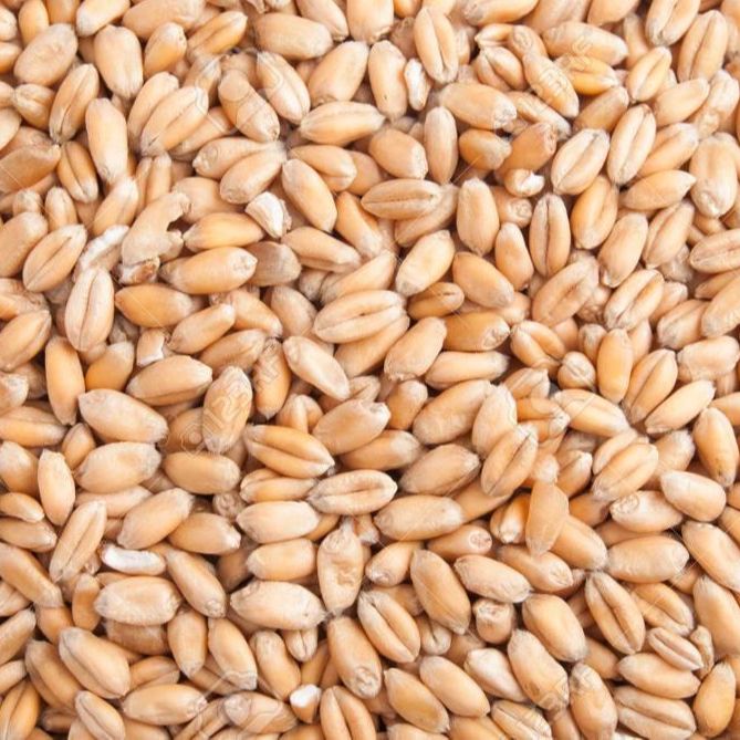 Vedha Natural Bhaliya Wheat Seeds, Certification : FSSAI