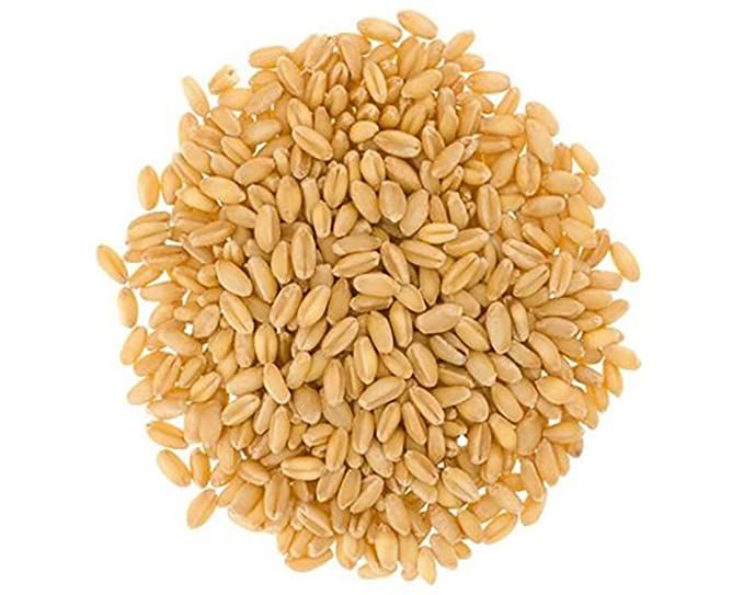 Tukdi Wheat Seeds
