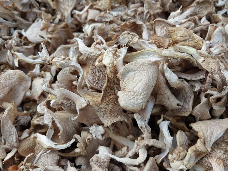 oyster mushroom