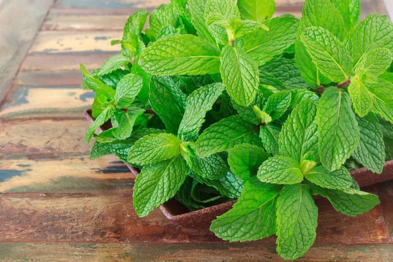 Mint Leaves