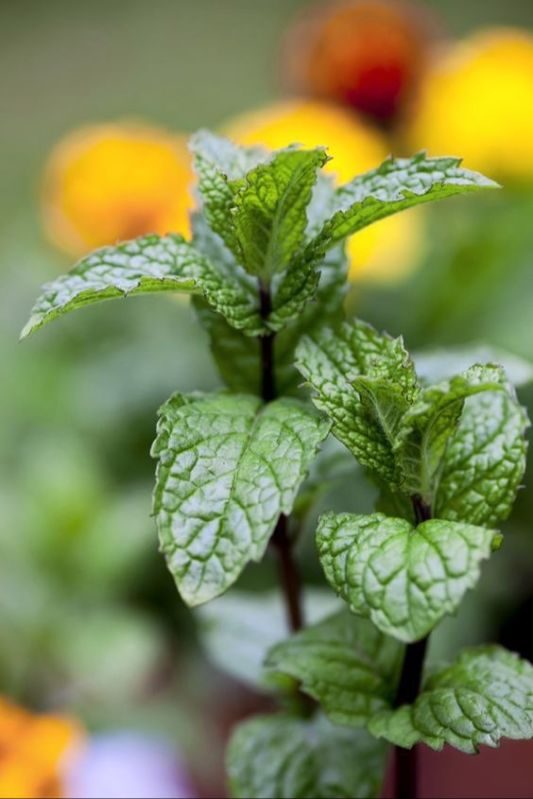 Mint Leaves