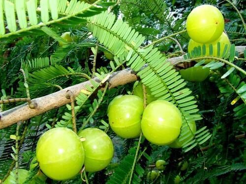 AMLA gooseberry plants, for Agriculture, Medicine, Color : Green