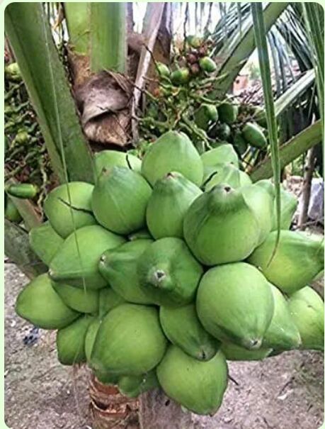 Malaysian green coconut plants