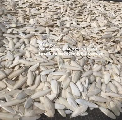 Raw Whole Dried Cuttlefish Bone