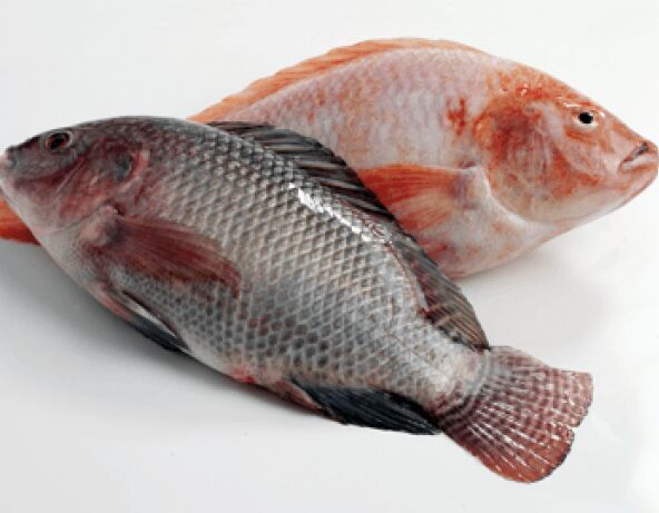 Cleaned all size tilapia fish, for Cooking, Food, Human Consumption, Feature : Eco-Friendly, Good Protein