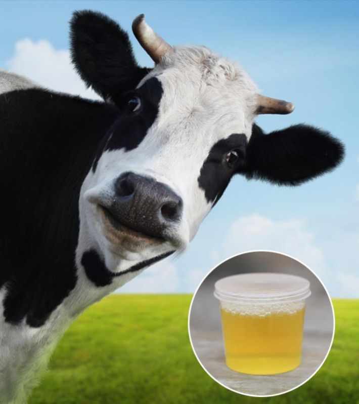 Cow Urine, For Medicine Use, Form : Liquid