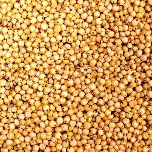 Fine Processed Organic Sorghum Millet, for Cooking, Packaging Type : Plastic Bag