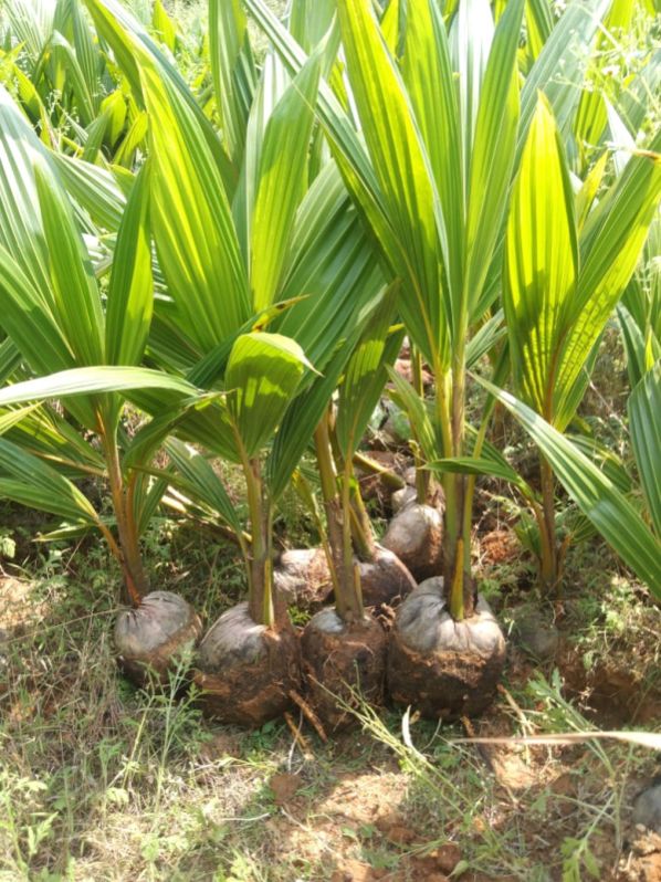 Natural Coconut Plants, for Commercial Plantation, Feature : Healthy
