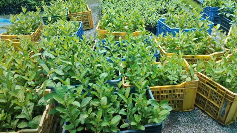 Tissue Culture Guava Plants, for Commercial Farming