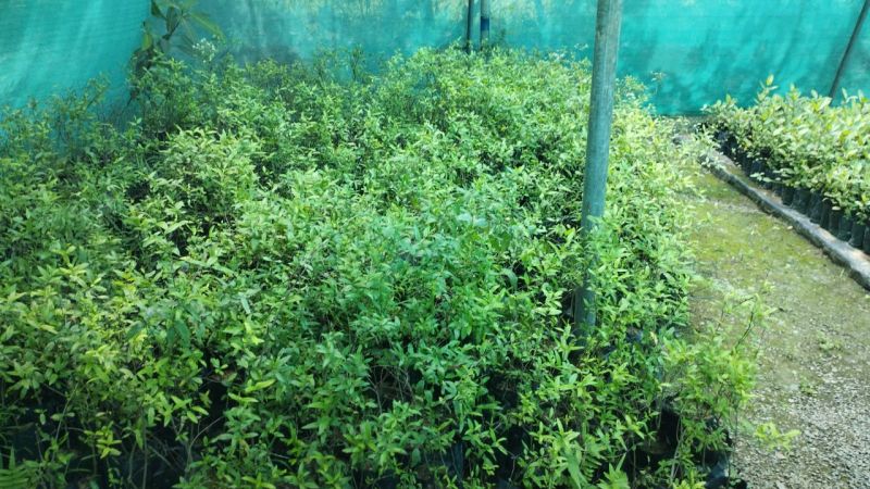 Tissue culture pomegranate plant, Classification : High yield variety