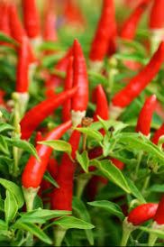 Natural Fresh Red Chili, for Food, Making Pickles, Feature : Purity