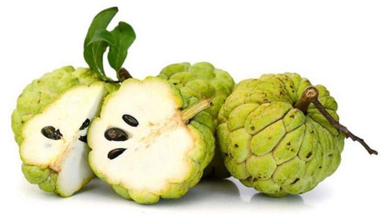 Organic Fresh Custard Apple, for Human Consumption, Color : Green