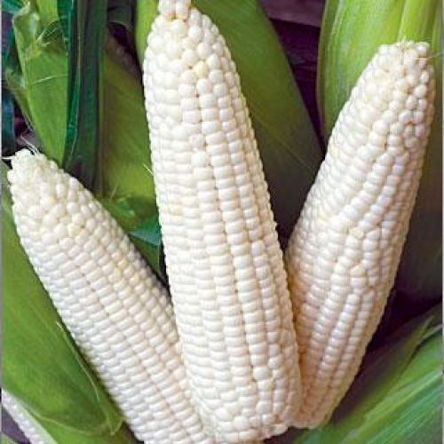 White corn, Style : Dried