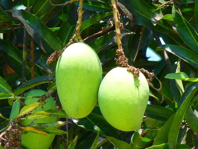 Natural mango, for Cooking, Packaging Type : Jute Bag