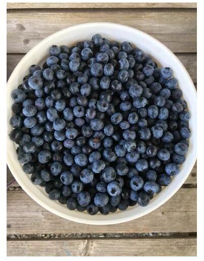 Organic Blueberry