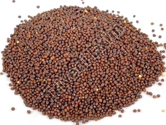 Common Mustard Seeds, for Spices, Cooking, Grade Standard : Food Grade