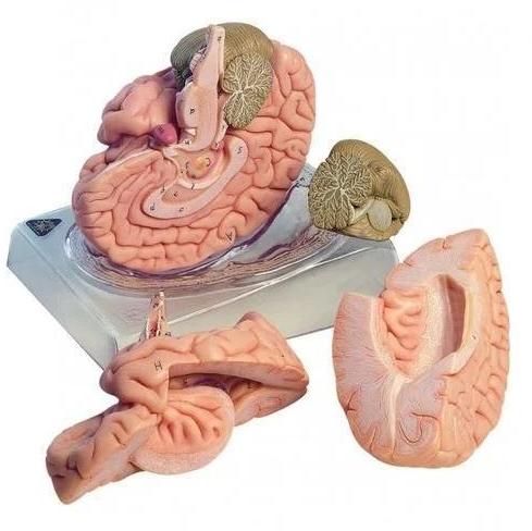 Fibre Human Brain Model, for Laboratory, Packaging Type : Carton