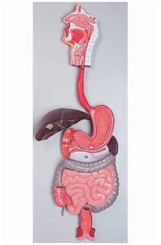 PVC Human Digestive System Model, Feature : Accurate Design, Durable, Light Weight, Optimum Finish