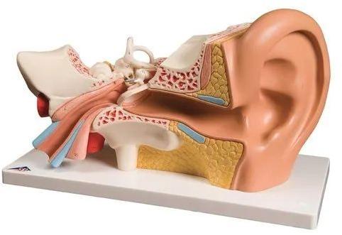 Polished Fibre Human Ear Model, for Laboratory, Color : Skin