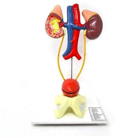 Fiberglass Human Excretory System Model, for Laboratory, Color : Multicolor