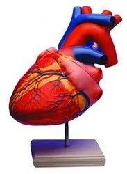 Plastic Human Heart Model, For Laboratory, Features : 4 Parts Dissectible