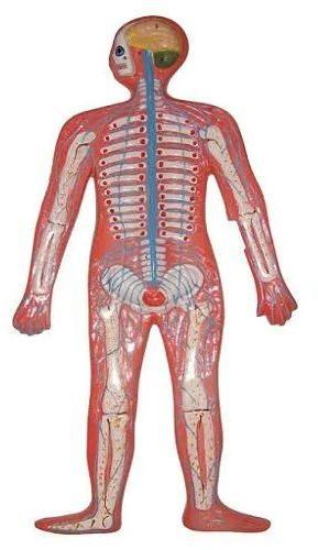 Polished Plastic Human Nervous System Model, for Science Laboratory Use, Packaging Type : Craton