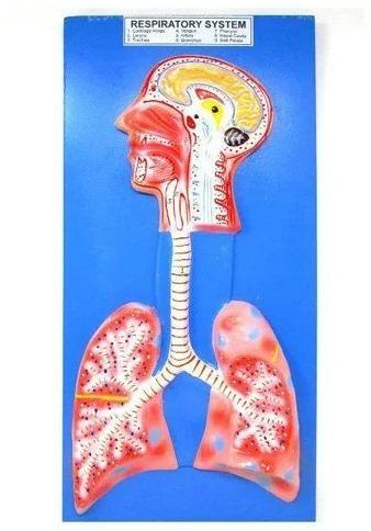 Polished Plastic Human Respiratory System Model, for Science Laboratory Use, Packaging Type : Box