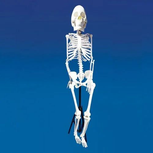 Polished Pvc Human Skeleton Model, for Laboratory, Color : White