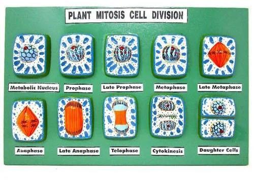 Plant Mitosis Cell Division