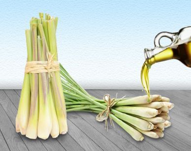 Liquid Lemongrass Oil, Packaging Type : Glass Bottles