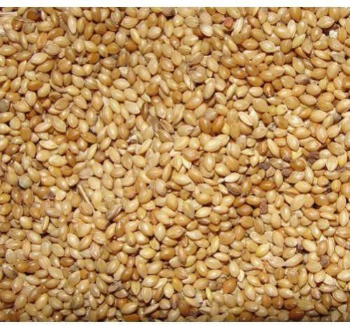 Foxtail Millet Seeds