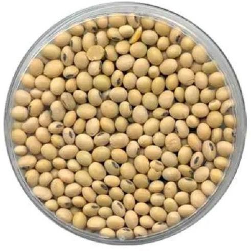 Natural Soybean Seeds, Packaging Type : Vacuum Pack