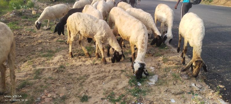 30 Se 50 Kg sheep, Gender : Female