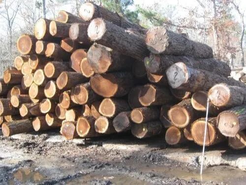 Round Walnut Wood Logs