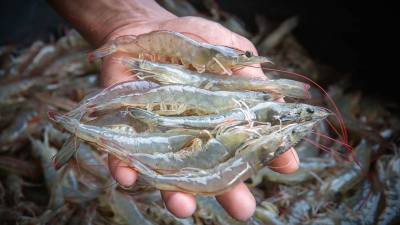 Fresh Prawns, Color : White, Grey