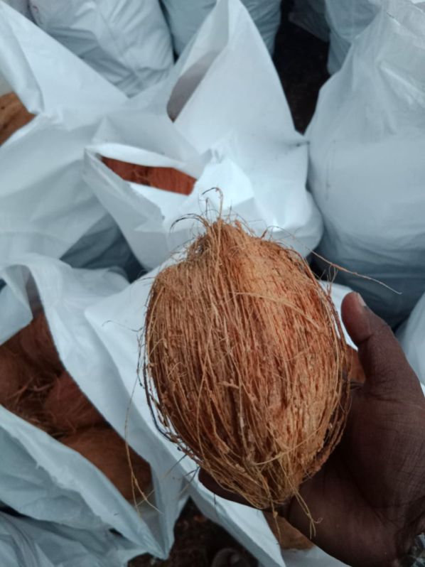 Raw Organic Semi Husked Coconut, For Good Taste, Packaging Size : 50kg