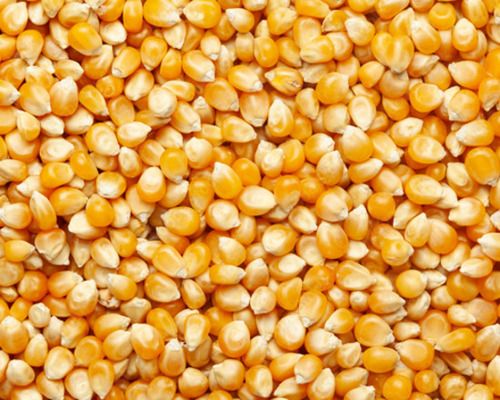 Organic Corn Seeds, Packaging Type : PP Bag