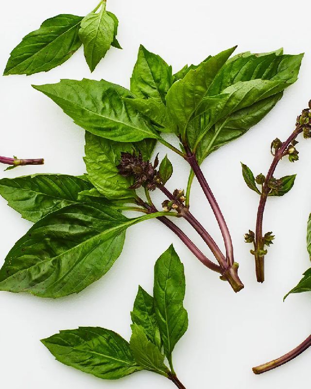 Organic Basil Leaves, Feature : Nutrient Richness