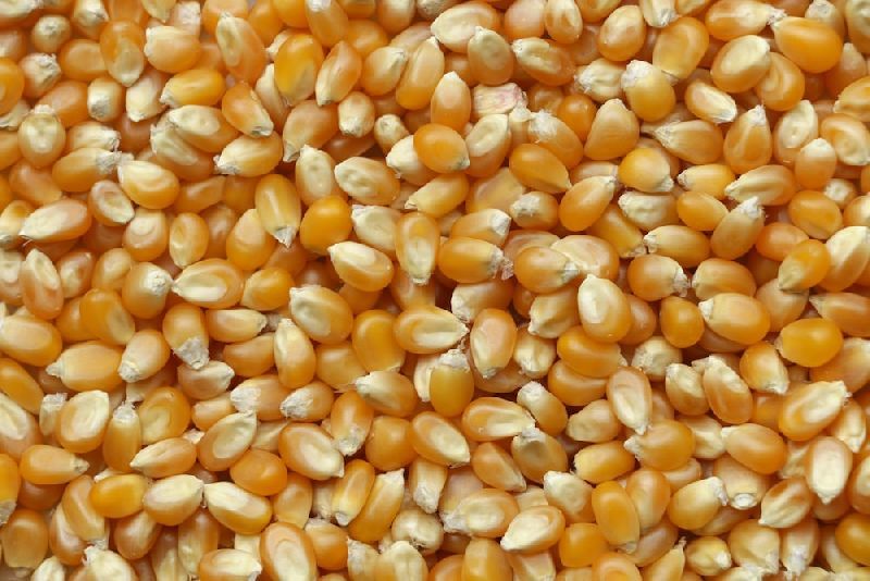 maize seeds