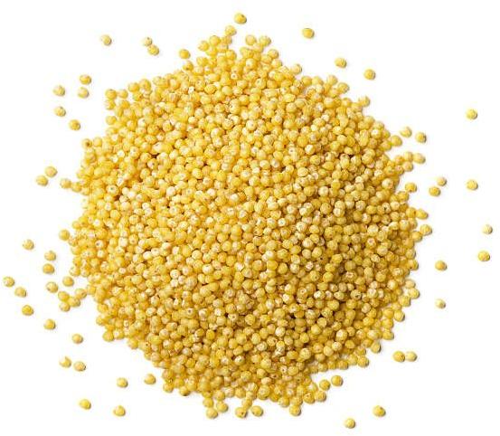 Organic Yellow Millets, Style : Dried