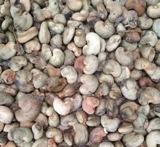 Ivory Coast Raw Cashew Nuts