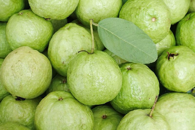 Round Natural Fresh Guava, for Human Consumption, Specialities : Non Harmful