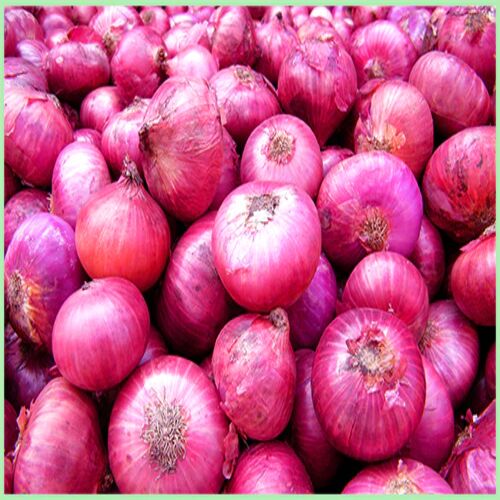 Onions, Shelf Life : 10 Days