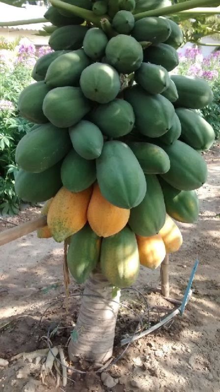 Organic Taiwan Papaya, Shelf Life : 1week