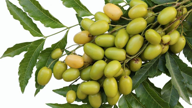 Organic neem oil, for Medicine, Agriculture